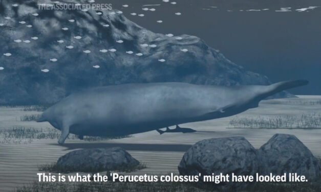The Heaviest Animal Ever May Be This Ancient Whale Found In The Peruvian Desert