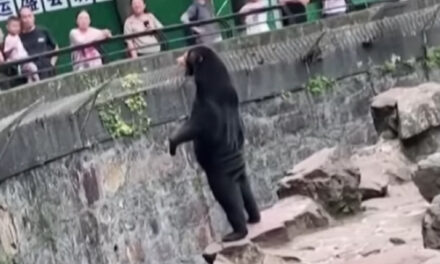 Our Bears Are Real, A Chinese Zoo Says, Denying They Are  ‘Humans In Disguise’