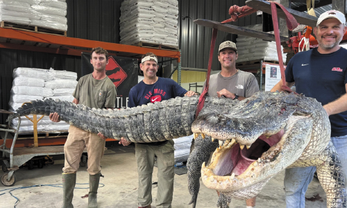 Longest Alligator In Mississippi History Captured By Hunters