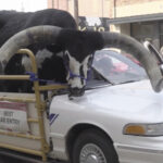Police Stop Man For Bucking With A Bull Riding In His Car