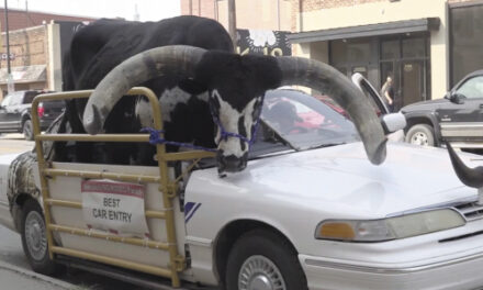 Police Stop Man For Bucking With A Bull Riding In His Car