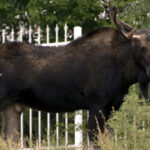 Wandering Bull Moose Is  Captured In Downtown Santa Fe