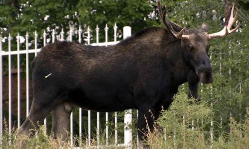 Wandering Bull Moose Is  Captured In Downtown Santa Fe