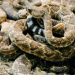 20 Rattlesnakes Found Inside A Homeowners Garage In Arizona