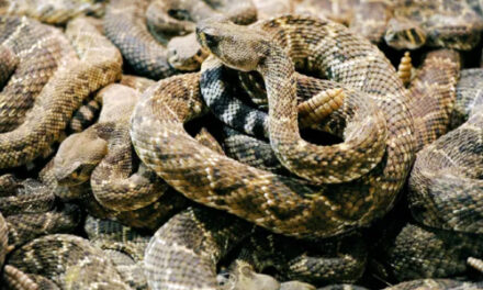 20 Rattlesnakes Found Inside A Homeowners Garage In Arizona